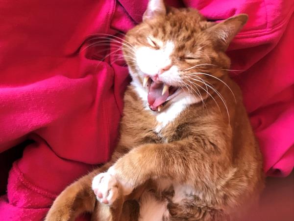 /Images/uploads/Cat Welfare Association/catwelfare2019calendarcontest/entries/6911thumb.jpg